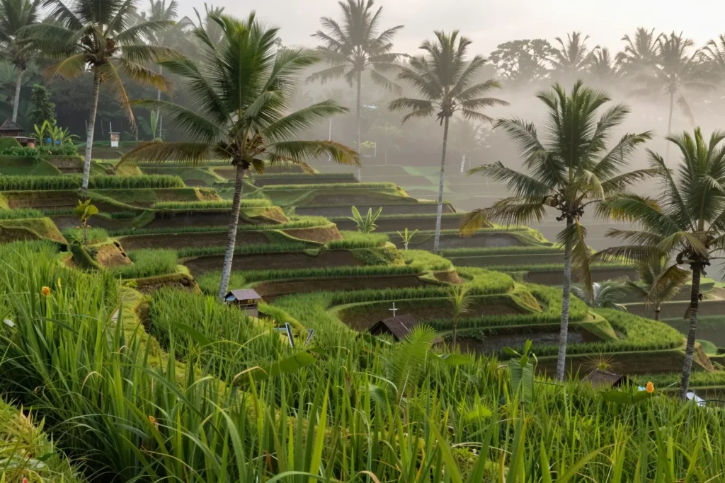 kultura i yoga ubud bali